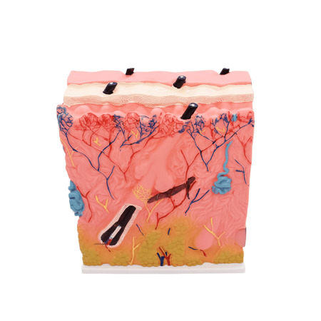 Модель «Кожа человека»